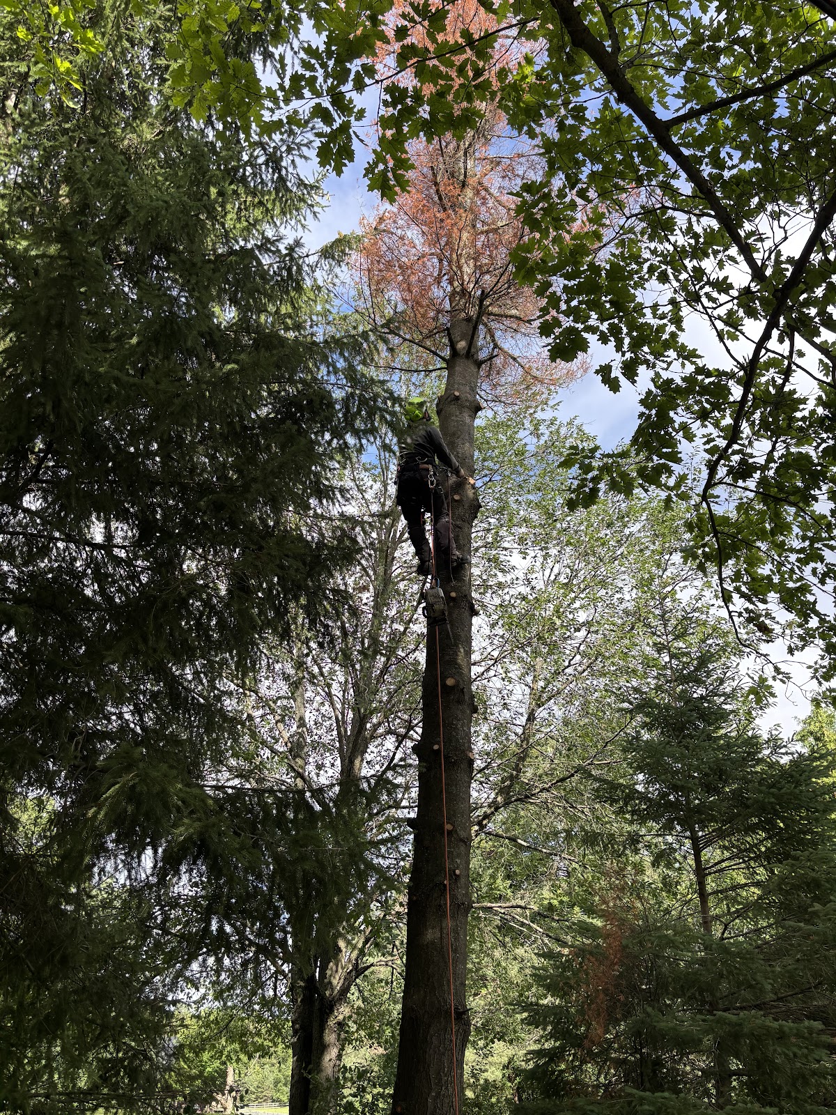 Climber roped in high on a tall tree, dismantling it section by section above a wooded lot
