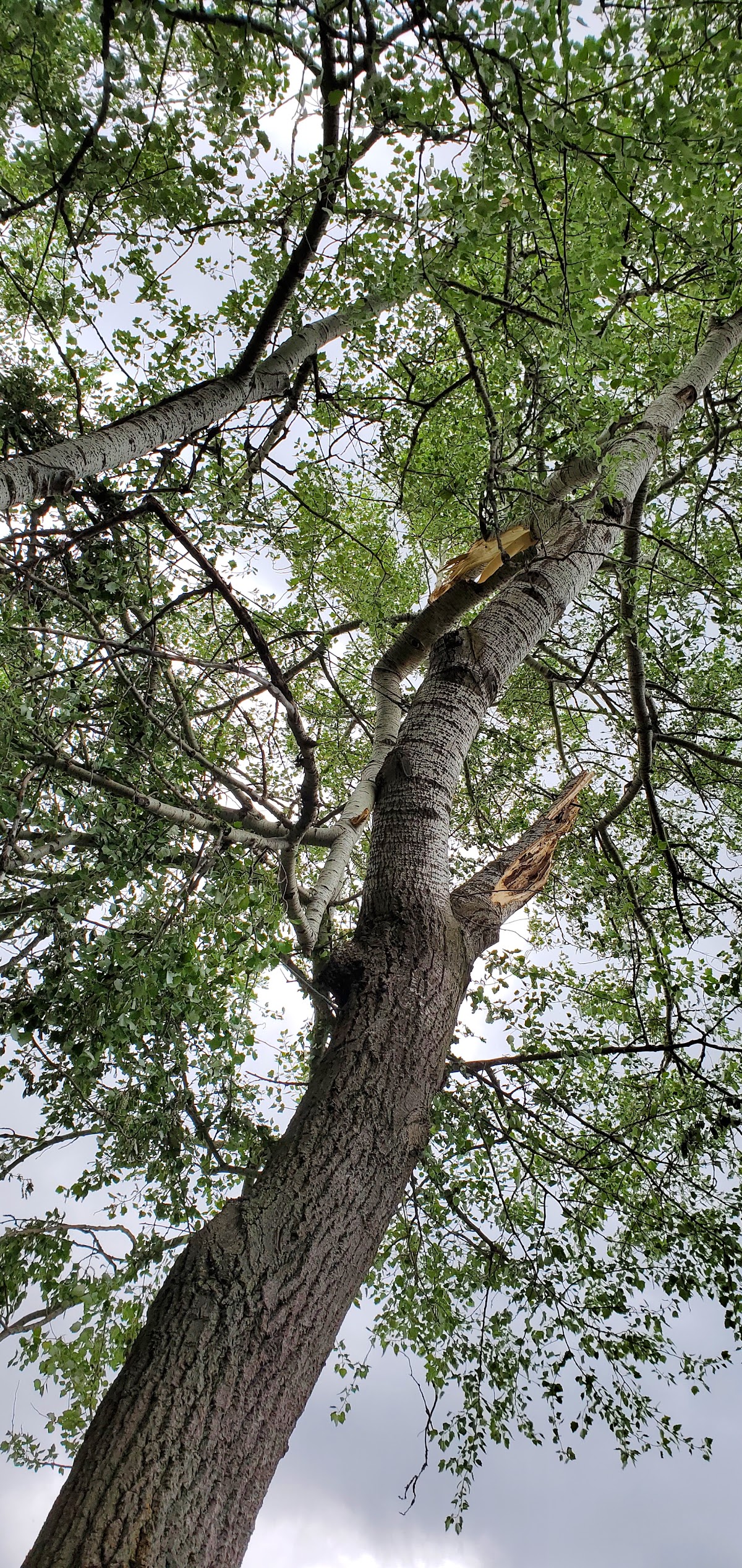 Looking up the trunk of a large poplar with storm-broken limbs hanging in the canopy